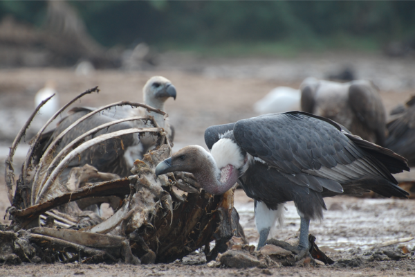 Ecosystem-services-provided-by-the-vultures