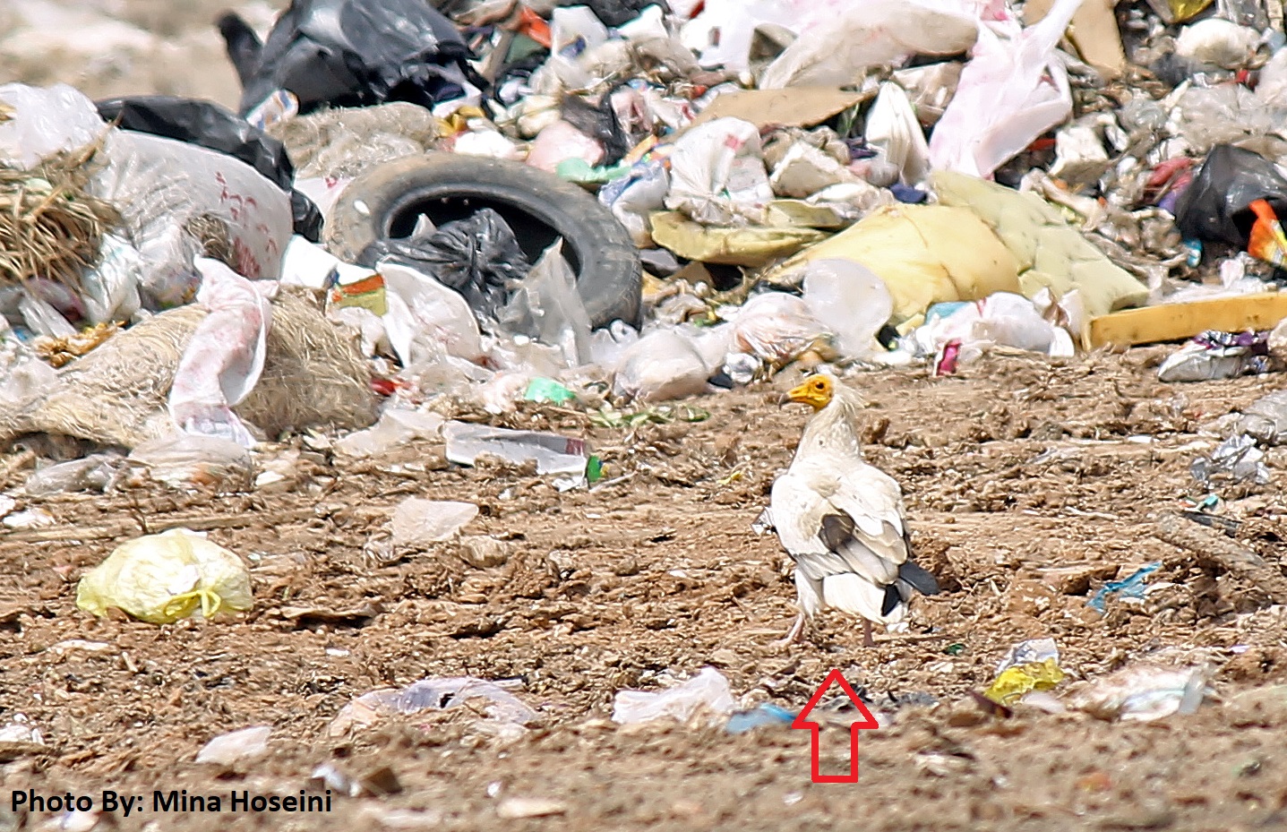 تاثیر تغذیه از زباله ها بر کاهش آنتی اکسیدان های کرکس کوچک(مصری)