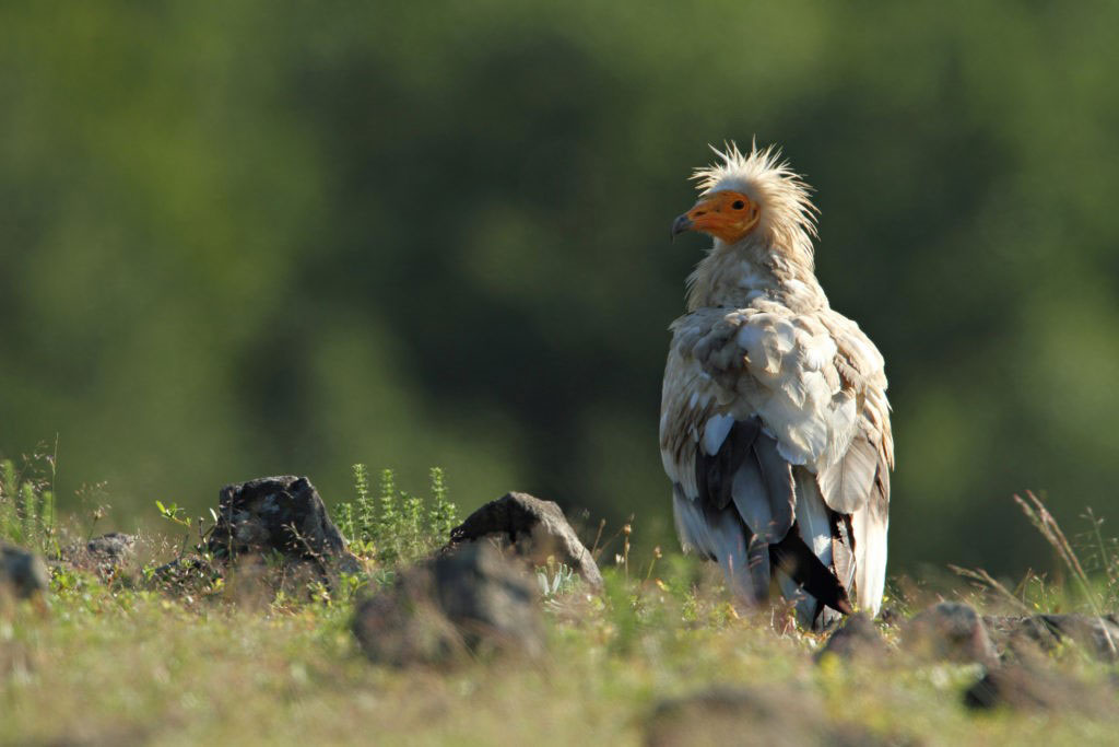 Egyptian vulture